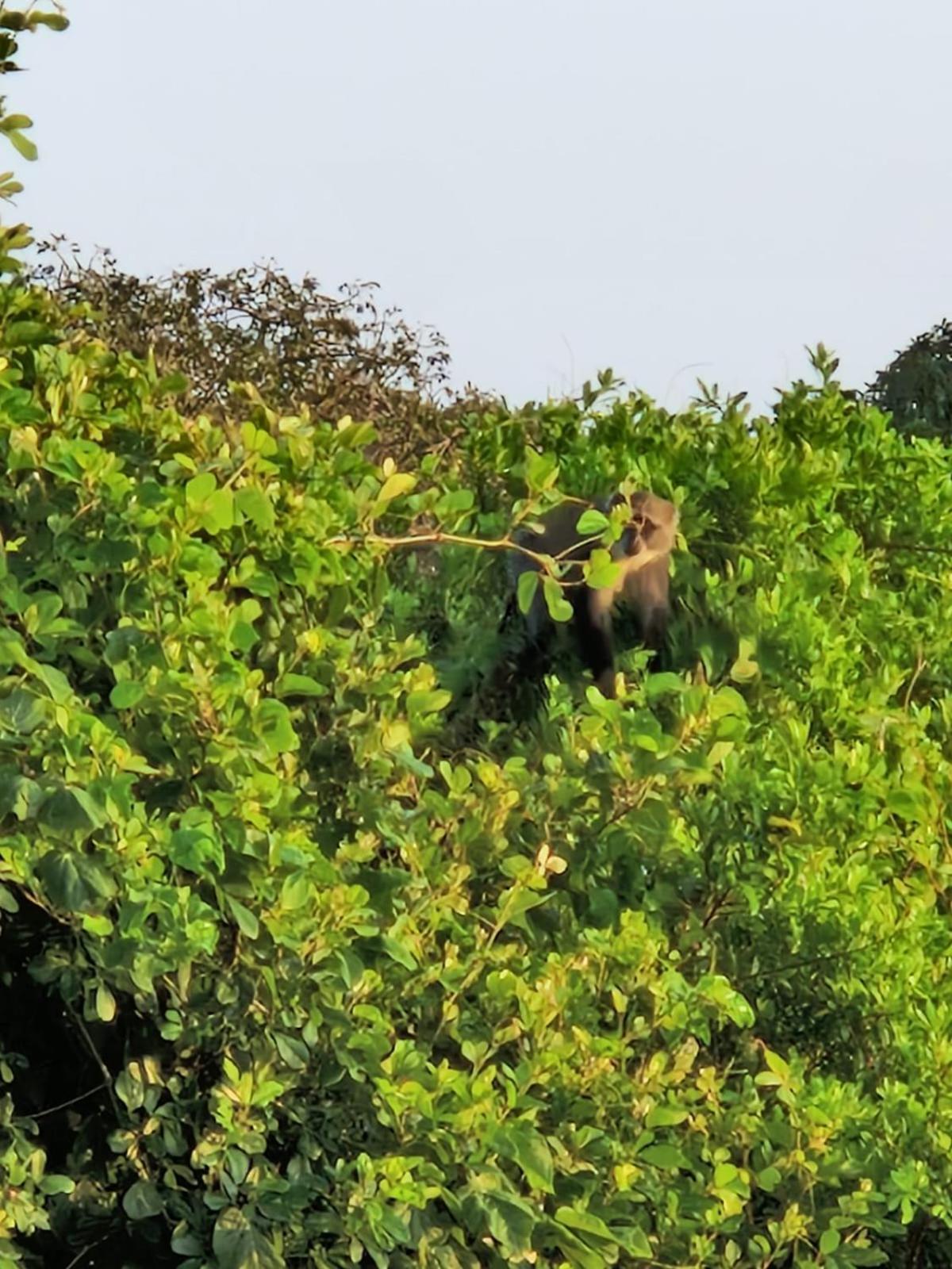 Monkey Mountain Lodge Mtende Bagian luar foto