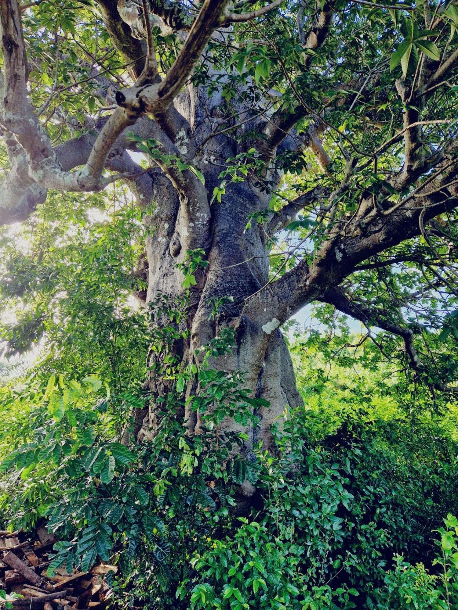 Monkey Mountain Lodge Mtende Bagian luar foto